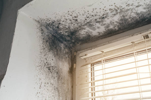 Affordable Mold Remediation solutions in Bellwood, VA